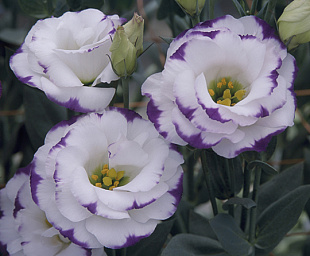 Эустома(Лизиантус) махровая (Eustoma grandiflorum) Arena Blue Picotee, 5 драже