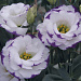 Эустома(Лизиантус) махровая (Eustoma grandiflorum) Arena Blue Picotee, 5 драже