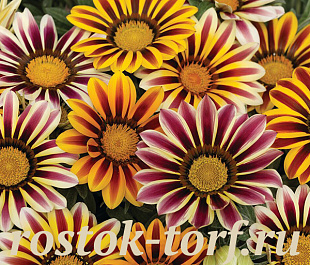 Гацания жестковатая (Gazania rigens F1) Kiss Flame Mix, 5 семян