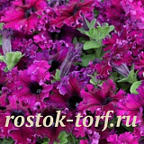 Петуния крупноцветковая (Petunia grandiflora F1) Espresso® Frappe Ruby, 5 драже