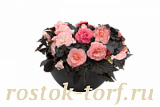 Бегония клубневая (Begonia tuberhybrida) Nonstop Mocca Light Pink Shades, 5 драже