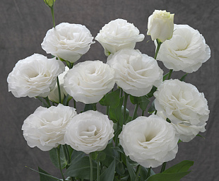 Эустома(Лизиантус) махровая (Eustoma grandiflorum) Arena White, 5 драже