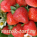 Земляника крупноплодная ремонтантная (Fragaria ananassa) Fresca, 5 семян