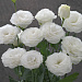 Эустома(Лизиантус) махровая (Eustoma grandiflorum) Arena White, 5 драже