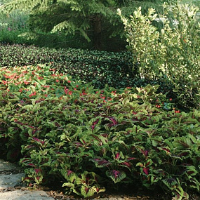 Колеус гибридный (Coleus x hybrida) Premium Shade Kong® Rose, 3 драже