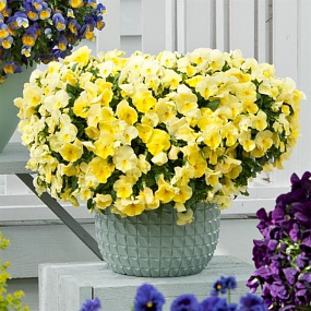 Виола ампельная (Viola trailing F1) Cool Wave Lemon, 3 шт семян