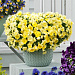 Виола ампельная (Viola trailing F1) Cool Wave Lemon, 3 шт семян