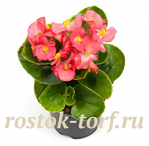 Бегония вечноцветущая (Begonia semperflorens) Ambassador F1 Coral, 10 драже