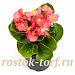 Бегония вечноцветущая (Begonia semperflorens) Ambassador F1 Coral, 10 драже