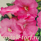 Big pack Петуния крупноцветковая (Petunia grandiflora) Eagle Pink,30 драже