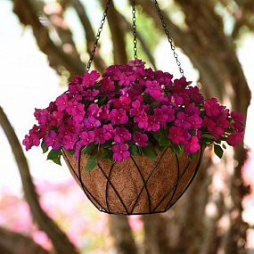 Бальзамин Уоллера (Impatiens walleriana F1) Beacon® Violet shades, 5 шт