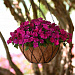 Бальзамин Уоллера (Impatiens walleriana F1) Beacon® Violet shades, 5 шт