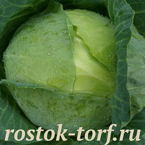 Капуста белокочанная Белорусская 455, 10 семян