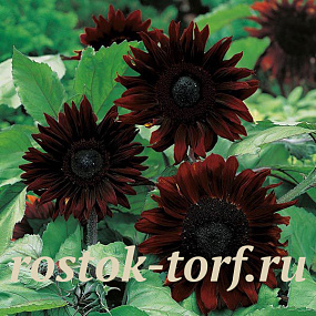 Подсолнечник однолетний (Helianthus annuus) Claret F1, 5 семян