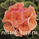 Пеларгония зональная (Pelargonium hortorum F1) BullsEye Salmon, 3 шт