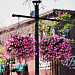 Петуния ампельная (Petunia trayling F1) Opera Supreme Pink Morn, 5 драже