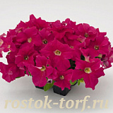 Big pack Петуния крупноцветковая (Petunia grandiflora F1) Success! 360° Deep Pink, 30 драже
