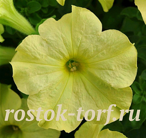 Петуния крупноцветковая (Petunia grandiflora F1) Sophistica Lime Green, 5 драже
