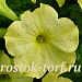 Петуния крупноцветковая (Petunia grandiflora F1) Sophistica Lime Green, 5 драже