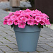 Петуния ампельная (Petunia trayling F1) E3 Easy Wave™ Pink Cosmo, 5 драже