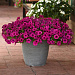 Петуния ампельная многоцветковая (Petunia trayling F1) Wave Purple Classic, 5 драже