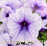 Петуния многоцветковая (Petunia multiflora F1) Mambo GP silver blue, 10 драже 