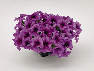 Big pack Петуния крупноцветковая (Petunia grandiflora F1) Success! 360° Purple Vein, 30 драже