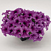 Big pack Петуния крупноцветковая (Petunia grandiflora F1) Success! 360° Purple Vein, 30 драже