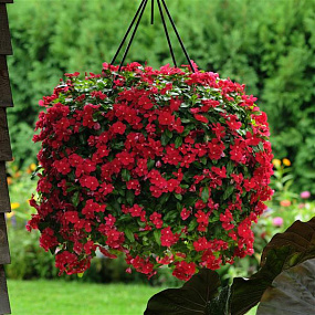 Big pack Катарантус розовый ампельный (Vinca rosea) Mediterranean – Xp Red, 30 семян