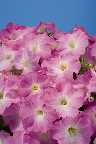 Петуния многоцветковая (Petunia hybrida F1 multiflora) Celebrity Lilac Morn, 10 драже