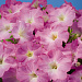 Петуния многоцветковая (Petunia hybrida F1 multiflora) Celebrity Lilac Morn, 10 драже