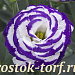 Эустома(Лизиантус) махровая (Eustoma grandiflorum) Croma F1 III Blue Picotee, 5 драже