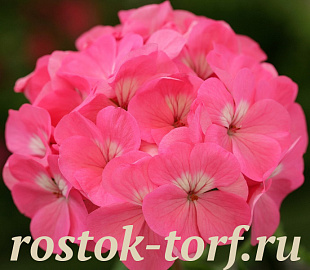 Пеларгония зональная (Pelargonium hortorum F2) Dancer Deep Rose, 3 шт