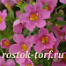 Бакопа сердцелистная (Bacopa cordata) Pinktopia, 3 мультидраже