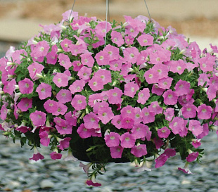 Петуния ампельная мелкоцветковая (Petunia trayling F1) Shock Wave Pink Shades, 5 драже