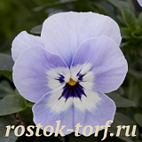 Big pack Виола виттрока (Viola wittrockiana F1) Freefall Marina, 30 семян