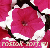 Петуния крупноцветковая (Petunia grandiflora) Dreams Rose Picotee, 10 драже