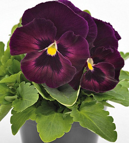 Big pack Виола виттрока (Viola wittrockiana) Inspire® DeluXXe Rose Velour 30 шт