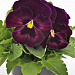 Big pack Виола виттрока (Viola wittrockiana) Inspire® DeluXXe Rose Velour 30 шт