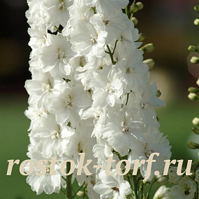 Дельфиниум высокий (Delphinium elatum) Guardian White, 3шт семян