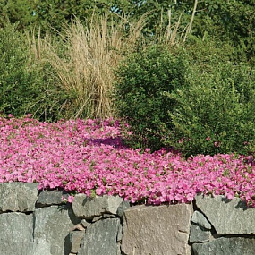 Петуния ампельная многоцветковая (Petunia trayling F1) Wave Pink, 5 драже