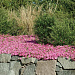 Петуния ампельная многоцветковая (Petunia trayling F1) Wave Pink, 5 драже