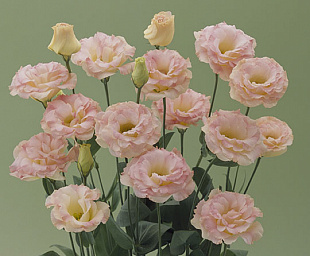 Эустома(Лизиантус) махровая (Eustoma grandiflorum) Arena Champagne, 5 драже