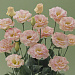 Эустома(Лизиантус) махровая (Eustoma grandiflorum) Arena Champagne, 5 драже