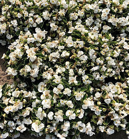 Бегония вечноцветущая Begonia semperflorens Super Cool White, 10 драже