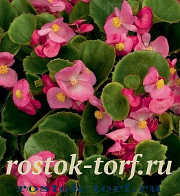 Бегония вечноцветущая (Begonia semperflorens) Ambassador F1 Rose, 10 драже