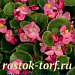 Бегония вечноцветущая (Begonia semperflorens) Ambassador F1 Rose, 10 драже