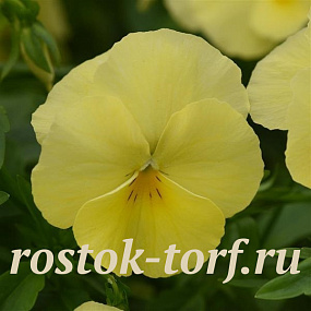 Виола ампельная (Viola trailing F1) Cool Wave Lemon, 3 шт семян