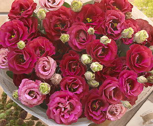 Эустома(Лизиантус) махровая (Eustoma grandiflorum) Croma F1 III Red, 5 драже