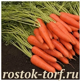 Морковь Королева осени, 0,5гр семян